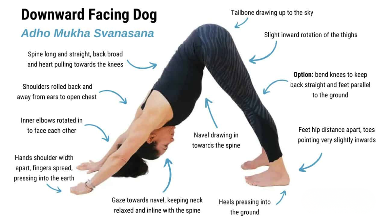 Adho Mukha Svanasana downward dog pose details Sanskrit meaning beginner guide