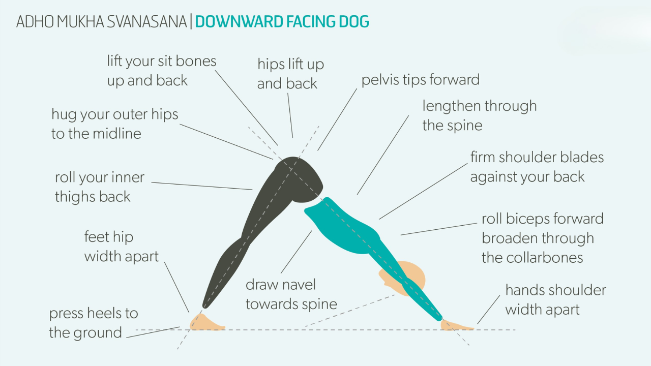 Correct spine position in downward dog adho mukha svanasana