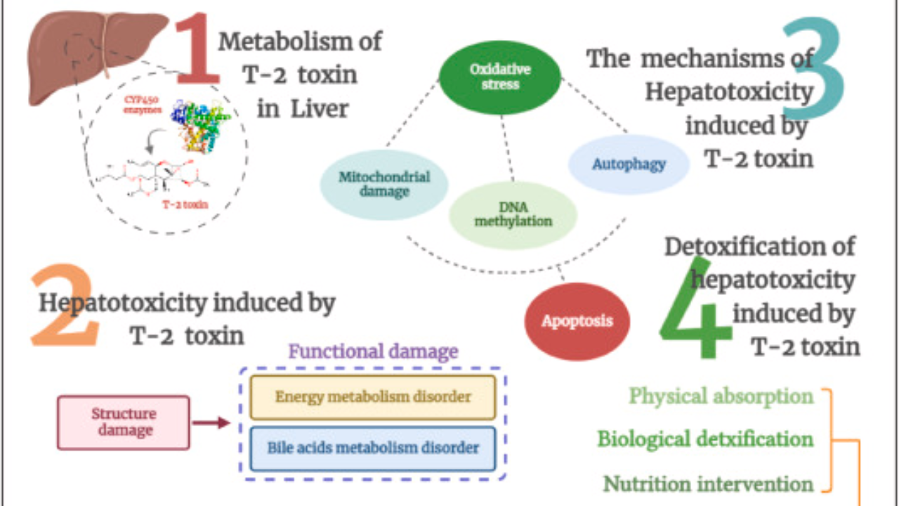 Diagram showing how toxins block metabolism and fat loss in the body