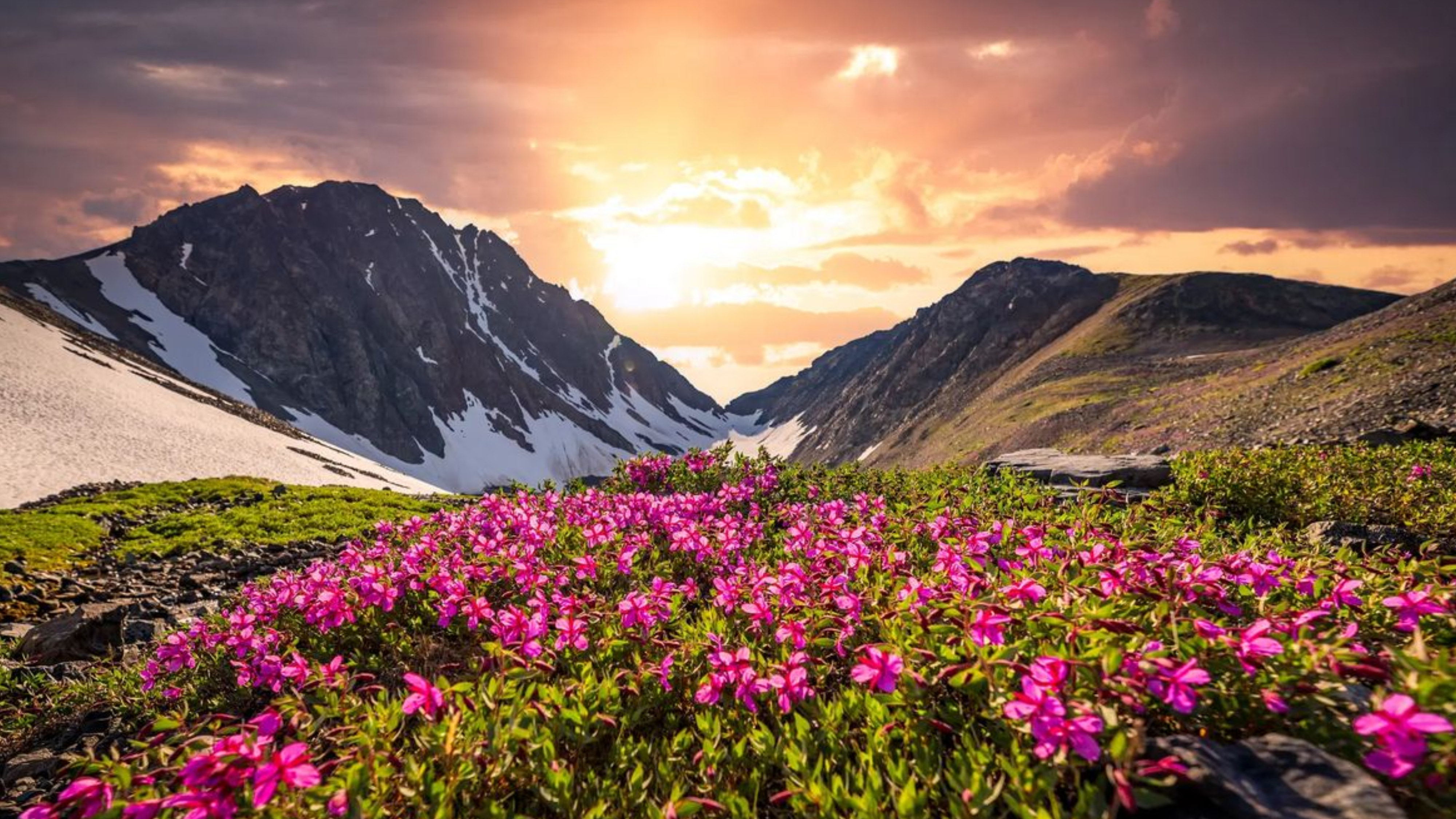Colorful blooming flowers in Valley of Flowers during monsoon season Uttarakhand